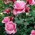 Роза ЭЙФЕЛЕВА БАШНЯ чайно-гибридная в Жодино