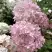 Гортензия БОМБШЕЛ метельчатая в Жодино