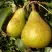 Груша ГЕНЕРАЛ ЛЕКЛЕРК в Жодино
