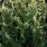 Туя ГОЛД ПЕРЛ западная в Жодино