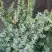 Можжевельник БЛЮ АЛЬПС китайский  в Жодино