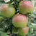 Яблоня МОСКОВСКОЕ ЗИМНЕЕ в Жодино