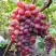 Виноград КРАСОТКА в Жодино