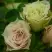 Роза ГРИН ДАЙМОНД миниатюрная в Жодино