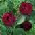 Роза ПАПА МЕЙЯН чайно-гибридная в Жодино
