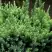Можжевельник ХОЛГЕР чешуйчатый в Жодино