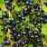 Смородина чёрная ИЗЮМНАЯ в Жодино