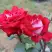 Роза АЛЬЯНС чайно-гибридная в Жодино