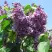 Сирень ВИОЛЕТТА в Жодино