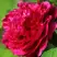 Пион НОЧНЫЕ ГРЕЗЫ древовидный в Жодино
