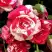 Роза ФАЙЕР ВОРКС миниатюрная в Жодино