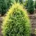 Можжевельник ГОЛД КОН обыкновенный в Жодино