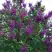 Сирень СУМЕРКИ в Жодино