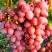 Виноград КИШМИШ КРАСНЫЙ в Жодино