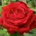 Роза СОФИ ЛОРЕН чайно-гибридная в Жодино