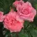 Роза ПЬЕР КАРДЕН чайно-гибридная в Жодино