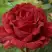 Роза РЕД ИНТУИШН чайно-гибридная в Жодино