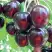 Черешня ЛЮБИМИЦА АСТАХОВА в Жодино