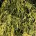 Кипарисовик ФИЛИФЕРА АУРЕА горохоплодный в Жодино