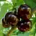 Черешня МУСКАТНАЯ в Жодино