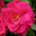 Роза ДЖОРДЖ ВАНКУВЕР флорибунда в Жодино