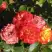 Роза ТАЙФУН спрей в Жодино
