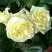 Роза ЭЛЬФ плетистая в Жодино