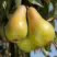 Груша КОНКОРД в Жодино