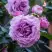 Роза СИЛЬВЕР КВИК плетистая в Жодино