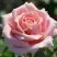 Роза ФРЕДЕРИК МИСТРАЛЬ чайно-гибридная в Жодино