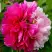 Пион ДВЕ СЕСТРЫ древовидный в Жодино