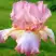 Ирис БЛАШИНГ ПИНК бородатый в Жодино
