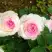 Роза ДОЛЬЧЕ ВИТА чайно-гибридная в Жодино