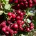 Рябина ГРАНАТНАЯ сладкоплодная в Жодино