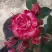 Роза ФАЙЕР ВОРКС миниатюрная в Жодино