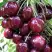 Черешня СИЛЬВИЯ колоновидная в Жодино