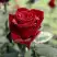 Роза ТАБУ чайно-гибридная в Жодино