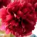 Пион БЕЛГРАВИЯ травянистый в Жодино