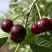 Вишня МОРОЗОВКА в Жодино