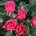 Роза ЛАВ ЛЕТТЕР флорибунда в Жодино