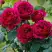 Роза КЕЙТ английская в Жодино