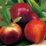 Нектарин СТАРК РЕД ГОЛД в Жодино