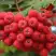 Рябина АЛАЯ КРУПНАЯ сладкоплодная в Жодино