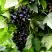 Смородина чёрная БЕЛОРУССКАЯ СЛАДКАЯ в Жодино