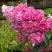 Гортензия МЕГА МИНДИ метельчатая в Жодино