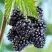 Ежевика БЛЭК САТИН бесшипная  в Жодино