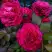 Роза БЕЛЬВЬЮ чайно-гибридная в Жодино