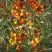 Облепиха РОСИНКА в Жодино