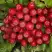 Рябина РУБИНОВАЯ сладкоплодная в Жодино