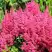 Астильба САННИ ДЕЙ гибридная в Жодино